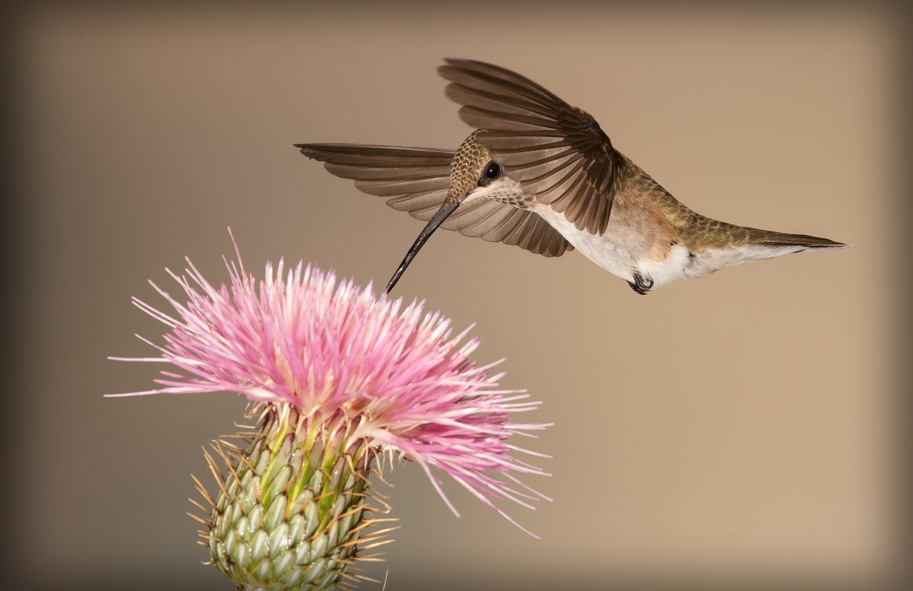 Attracting Hummingbirds to Your Garden